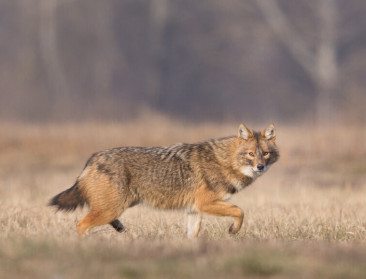 Goudjakhals nieuwste diersoort in Vlaanderen?