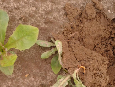 Percelen met ritnaaldenschade gezocht voor onderzoek