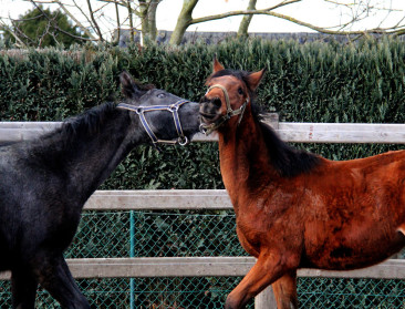 "Paardenvirus is geen reden tot paniek"