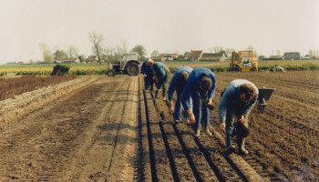 Vlaamse boomkwekerij wortelde zich diep: van kleinschalig-familiaal tot semi-industrieel