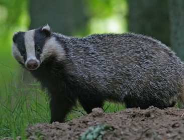 Dode das en beschadigde dassenburcht in Bierbeek