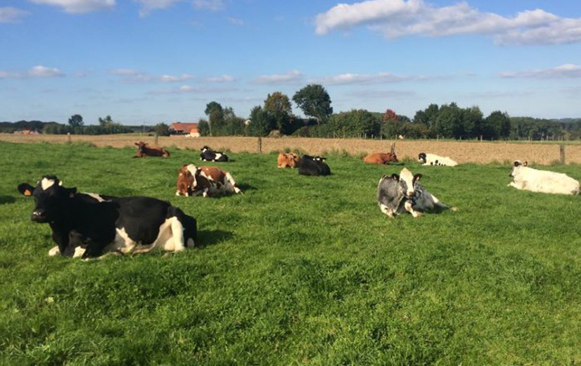 Franse markt voor biomelk uit evenwicht