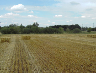 Groothandel in stro en bijproducten nieuw bij OVOCOM