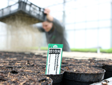 Eetbare chrysant en 374 andere kruiden: met breed assortiment mikken op nichemarkt