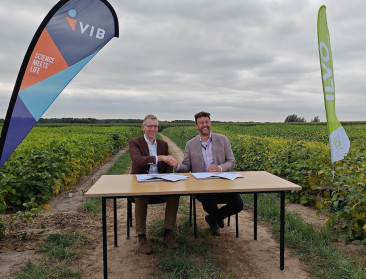 Doorbraak van soja komt steeds dichterbij: "Samenwerking tussen ILVO en VIB loont"