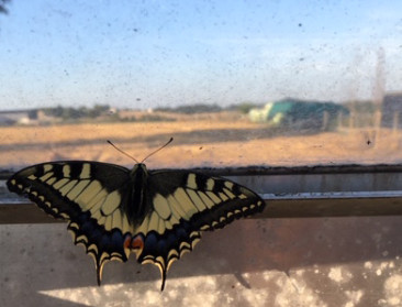 Ook natuur kreunt onder droogte en hitte