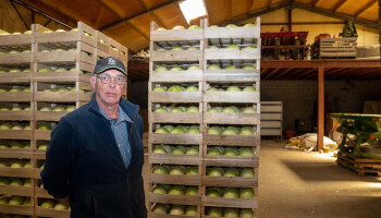 Komt  redding voor telers van witte kool uit Zuid-Europa?