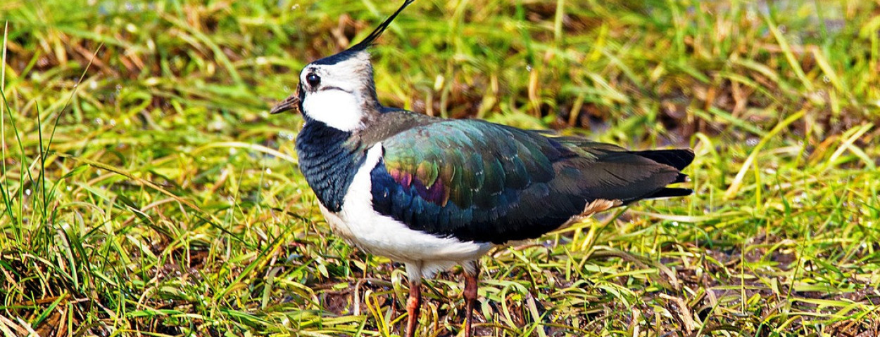 akkervogelkievit-1280