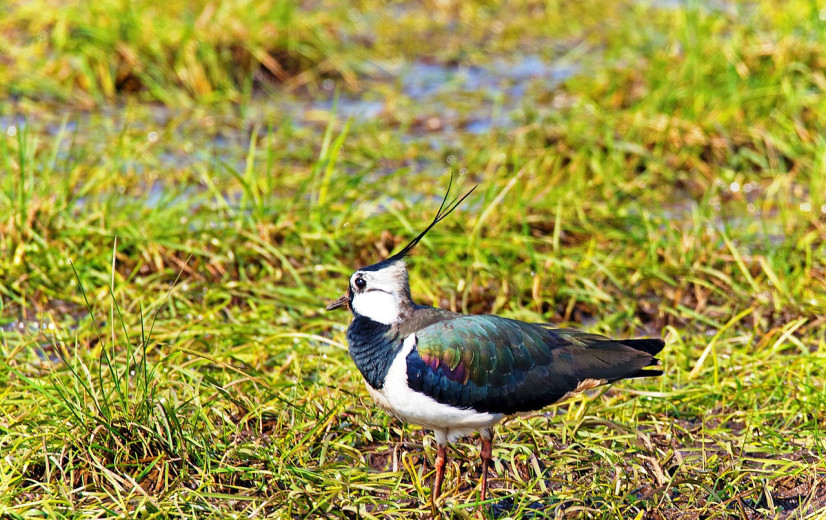 Akkervogels in vrije val: debat over rol van predatie laait op