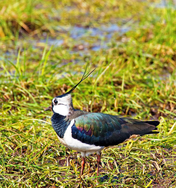 Akkervogels in vrije val: debat over rol van predatie laait op