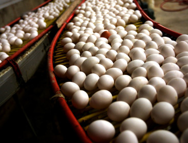 Vlaamse leghennenhouders morren over eierprijzen