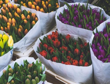 Steun uit noodfonds voor siertelers en aardappeltelers 