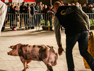 Brouns: "We mogen ons Vlaamse Piétrain varkenras niet laten uitsterven"