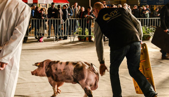 Brouns: "We mogen ons Vlaamse Piétrain varkenras niet laten uitsterven"