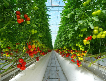 Glastuinbouw in de woestijn van de Verenigde Arabische Emiraten is booming business