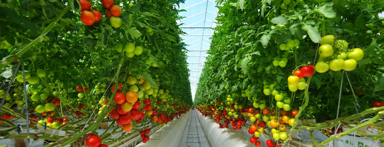 Pure Harvest Tomato Farm