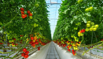 Begrotingsakkoord verhoogt belasting op pesticiden en aardgas