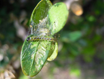 Plaagdruk buxusmot neemt af