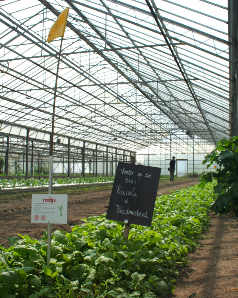 1Selectie-Gele vlag