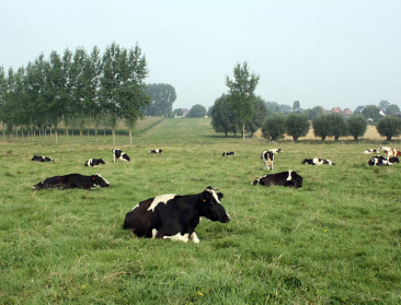 Verenigde veehouders dient verzoekschrift tot nietigverklaring stikstofdecreetvoorstel in