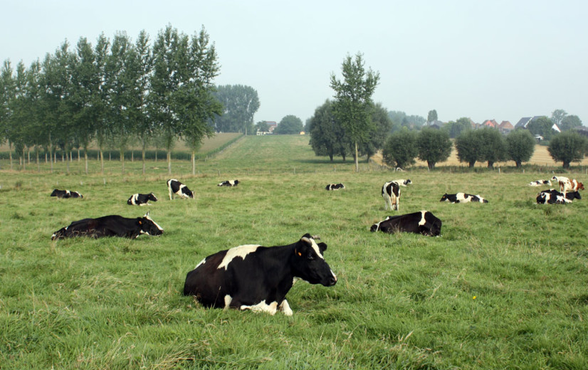 BioForum: “Stikstofdecreet nekt biologische landbouw in Vlaanderen”