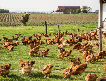 Europa zet licht op groen voor vogelgriepvaccinatie