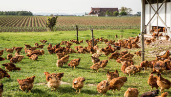 Europa zet licht op groen voor vogelgriepvaccinatie