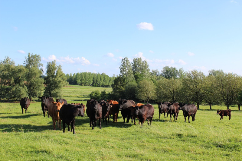 Angus-runderen_farming for climate.