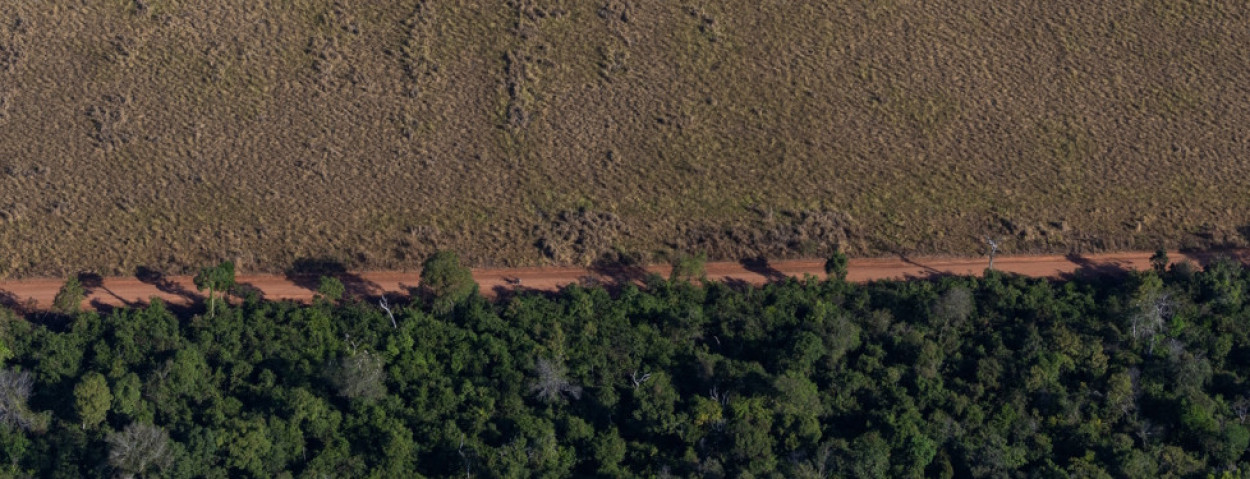 Tuane Fernandes Greenpeace Brazilie illegale weide