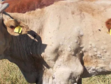 Lumpy skin disease duikt op in Italië en Frankrijk: FAVV roept rundveehouders op tot alertheid