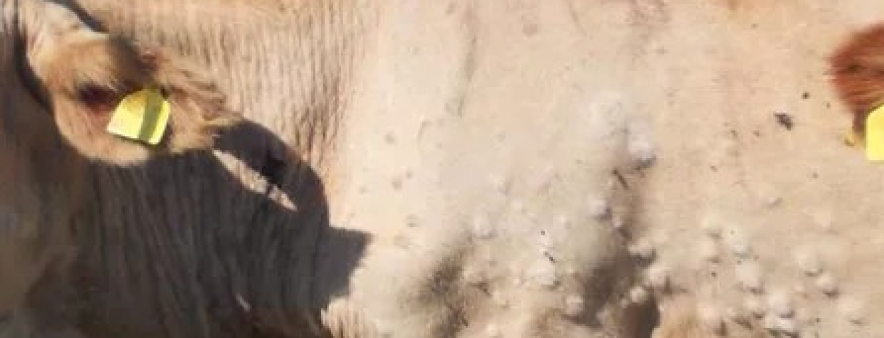 lumpy skin disease_EFSA