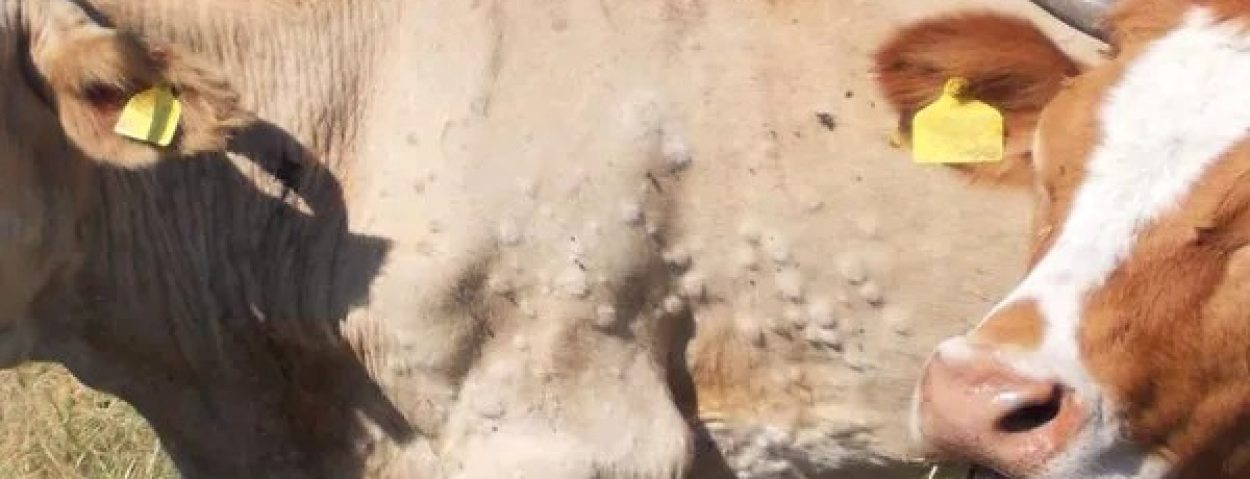 lumpy skin disease_EFSA