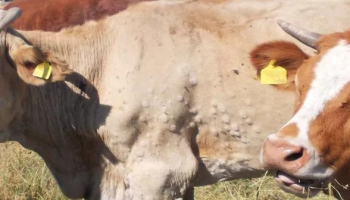 Lumpy skin disease duikt op in Italië en Frankrijk: FAVV roept rundveehouders op tot alertheid