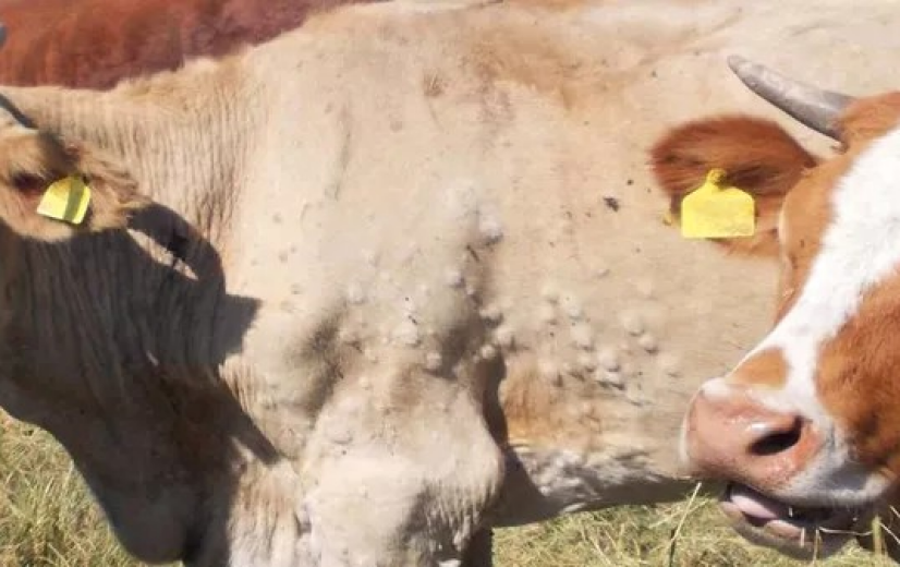 Lumpy skin disease duikt op in Italië en Frankrijk: FAVV roept rundveehouders op tot alertheid