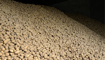 Totale Belgische aardappeloogst wordt geschat op net geen vijf miljoen ton