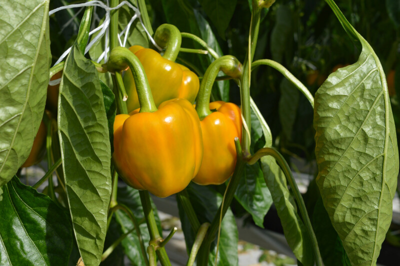 Gele paprika