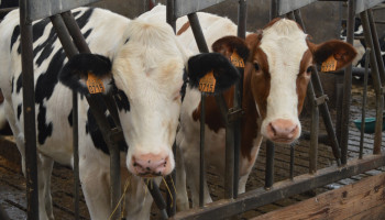 Waarom Vlaanderen geen NER-leasingsysteem heeft zoals Nederland