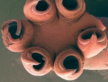 Schoonheidswedstrijd moet imago van parasieten opkrikken én biodiversiteit beschermen