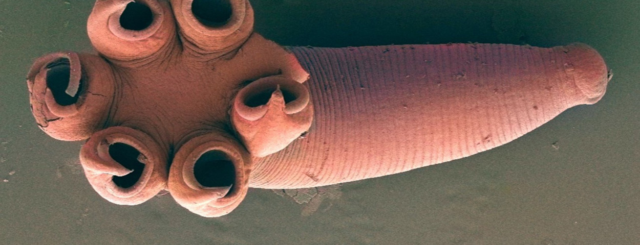 platworm-rajonchocotyle-emarginata parasieten_UHasselt