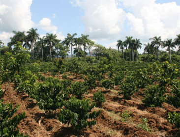 Schimmelveldproef helpt Cubaanse koffieboer met droogte
