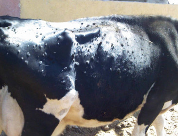 Boerenbond bezorgd over lumpy skin disease: “Importeer geen runderen uit Frankrijk, Italië en Spanje”