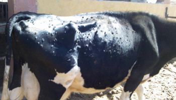 Boerenbond bezorgd over lumpy skin disease: “Importeer geen runderen uit Frankrijk, Italië en Spanje”