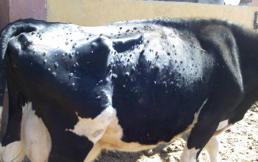 Boerenbond bezorgd over lumpy skin disease: “Importeer geen runderen uit Frankrijk, Italië en Spanje”