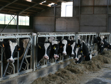 Melkveehouders voeren actie voor kabinet Borsus