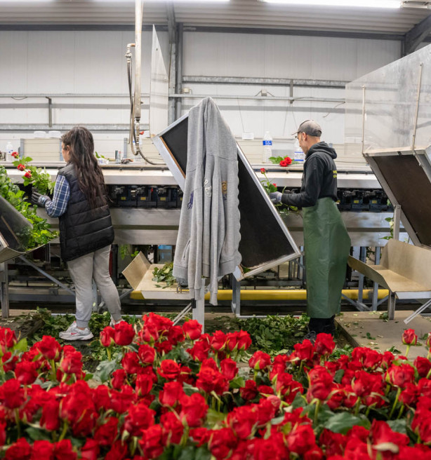 Dubbele verkoopcijfers in de sierteelt door Valentijnsdag