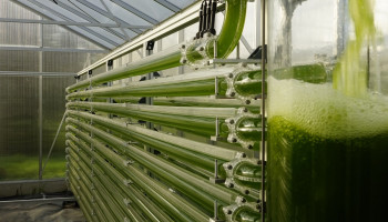 EU ziet potentieel in algen en laat 20 eetbare soorten toe