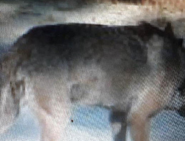 Nieuwe wolf samen met wolvin Naya gespot