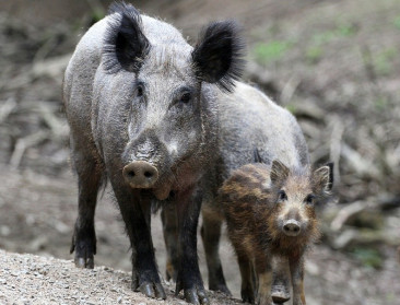 Stijging Afrikaanse varkenspest in Balkanlanden
