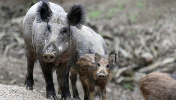 Stijging Afrikaanse varkenspest in Balkanlanden