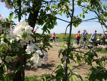 Boerenbond deelt bloesemtips voor paasweekend